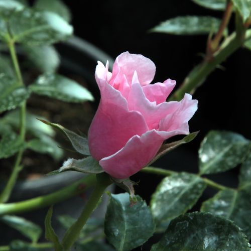Rosa  Satin Haze® - różowy  - Róże pienne - z kwiatami pojedynczymi - korona krzaczasta